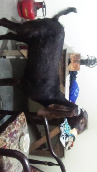 Nagri Path 2 Dant Bakri Path