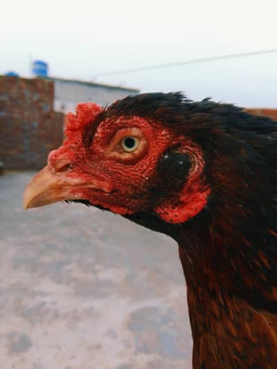 aseel female urgent sale