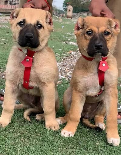 afghan kuchi our Turkish kangale puppies for sale available
