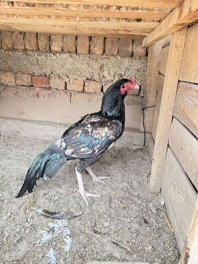 Sawa patha for sale.