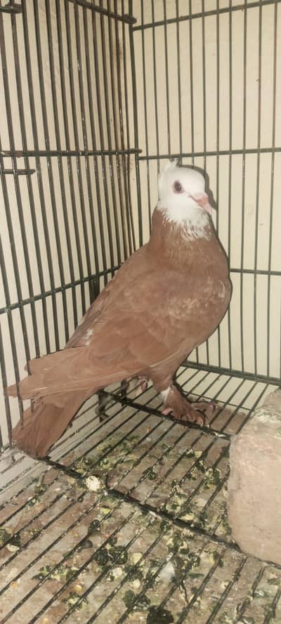 Jogi Kabootar for available