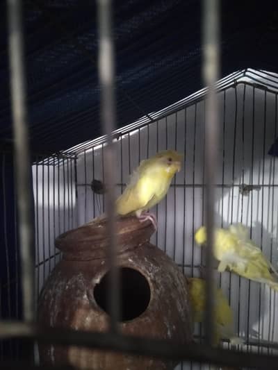 fellow hogoromo budgies 2  pairs