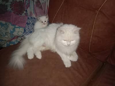 1 cat 4 cat baby blue eyes triple con