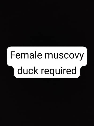 female muscovy duck