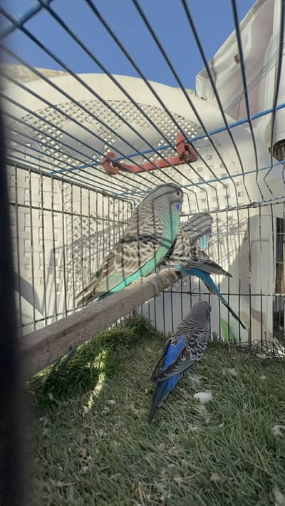 Black face & black wing & dun fellow