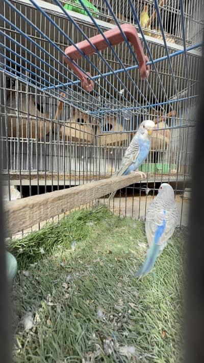 Black face & black wing & dun fellow