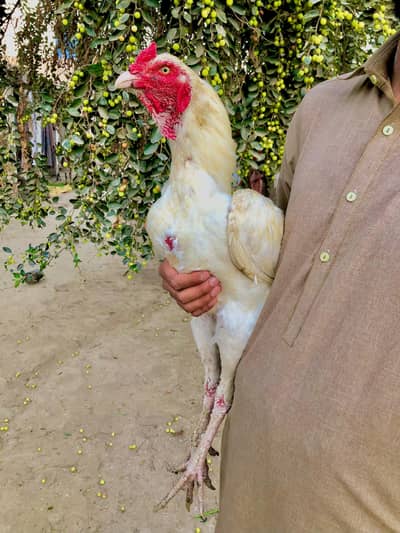 Heera pair aseel or aik maadi 3eno for sale hai whatsap 03204610031