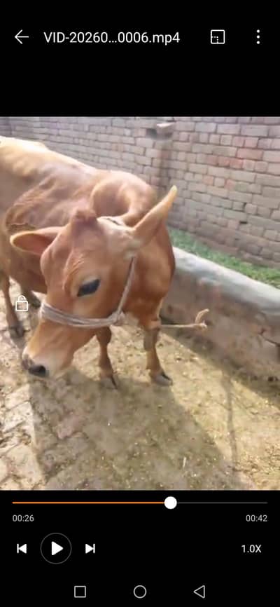 Jarsii 3rd Timer cow for sale 03464230817