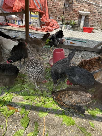 Americana,frizzle,copper maran cochan hens fertile eggs