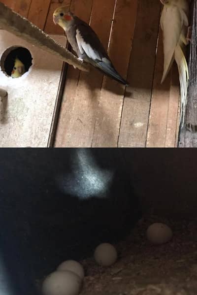 eggs/ and chick/  pair