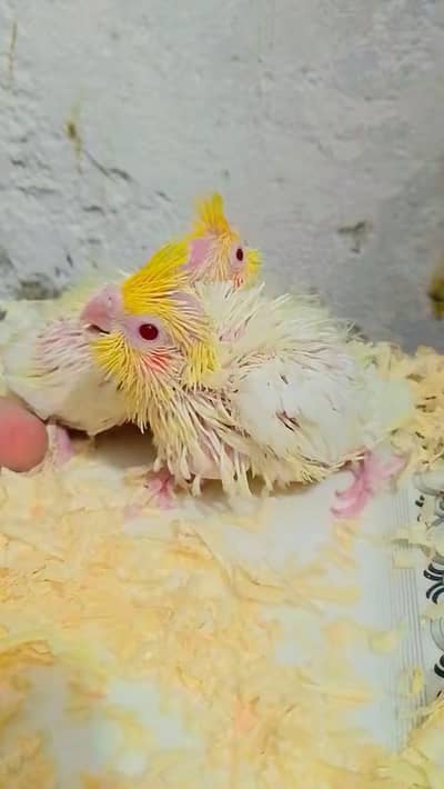 cocktail love birds Java finch bajis