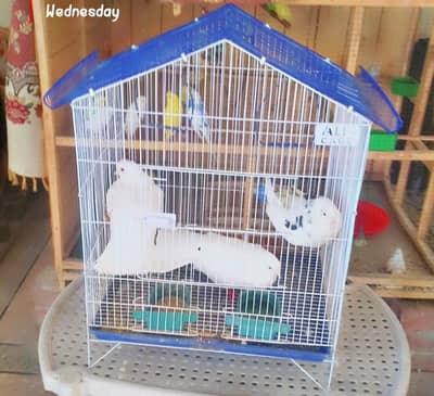 3 kabootar with pinjra