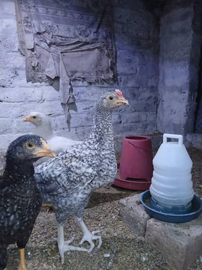 desi / golden misri chicks for sale