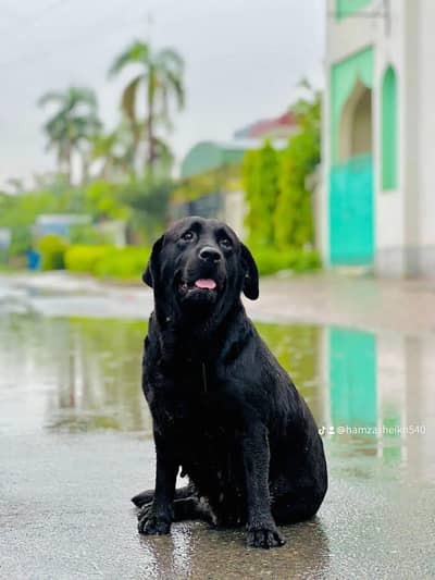 black Labradog,female rigester in UK,