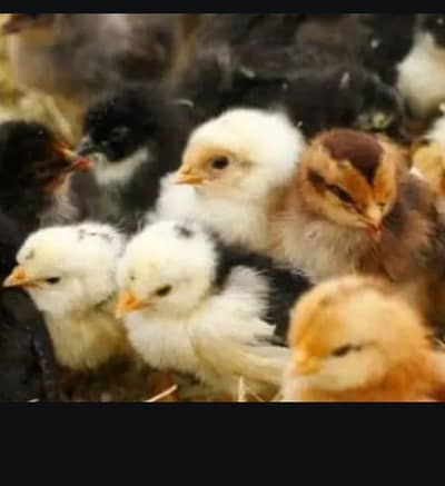 20 days old chick  golden mesri