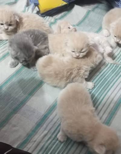 Cats for sale healthy active male and female both avilable