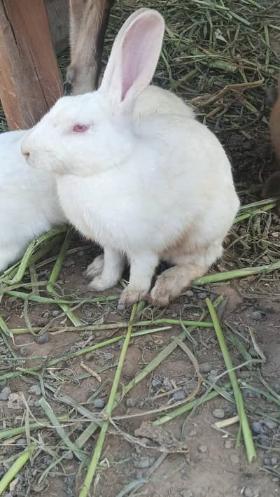 white red  eyes rabbits