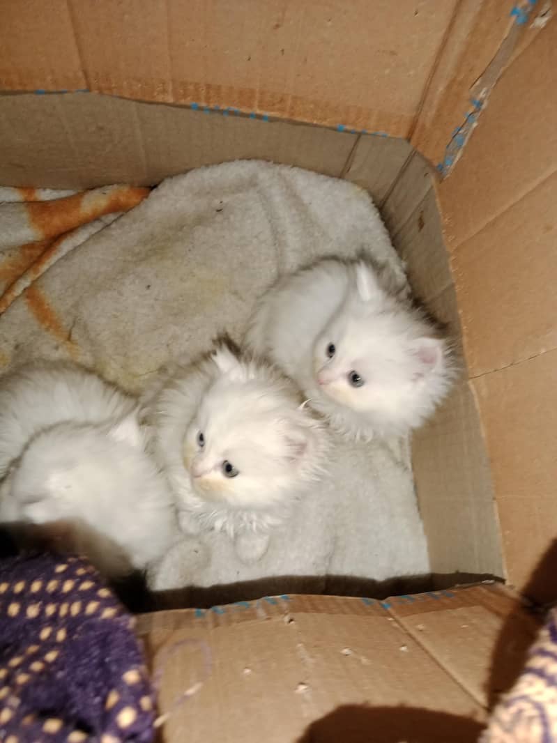 kittens available 4