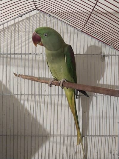 hand tame Raw female