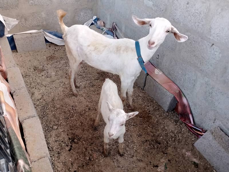 بکری اور بچے ارجنٹ سیل 0