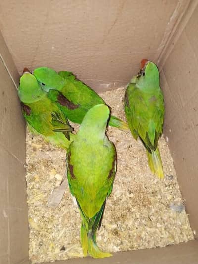 raw parrot chicks
