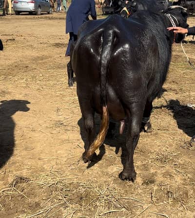 Phlan jhoti dhoodh 15 kilo 03006184017