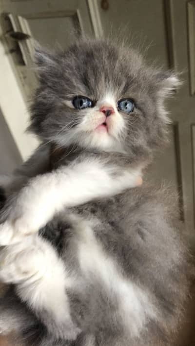 imported kittens| triple Coated|Piki Face kittens/top quality cat/peki