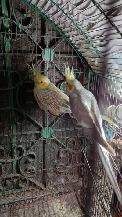 cocktail parrot pair