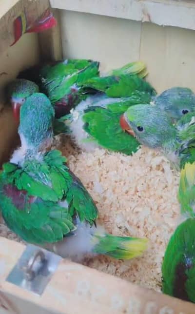 raw parrot Pahari tote k bache