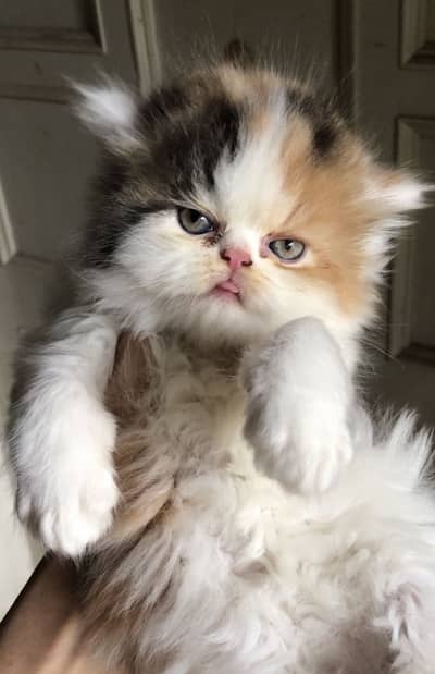 imported kittens| triple Coated|Piki Face kittens/top quality cat/peki