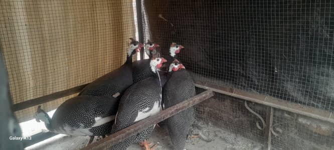 guinea fowl breeder
