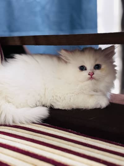 Persian kittens