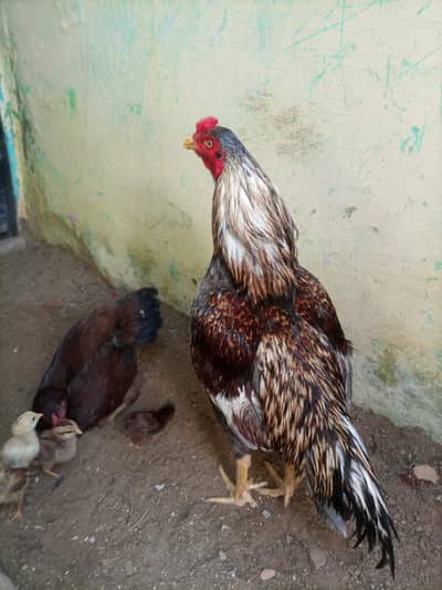 hi quality shajra maiwali