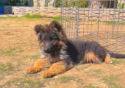 3 months old german shepherd long coat