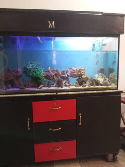 5 feet aquarium