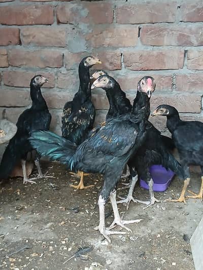 5 female 2 male aseel contact number 03064125878