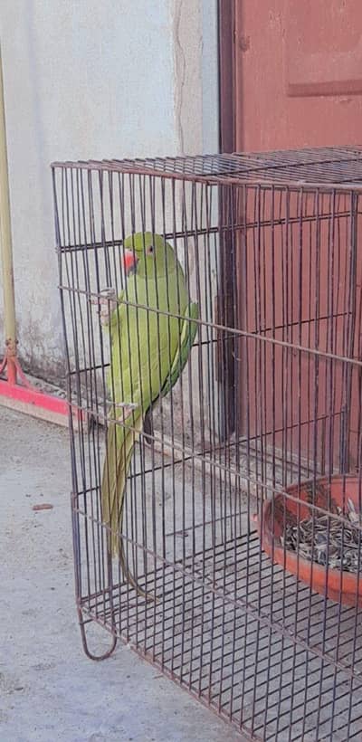 Green parrot