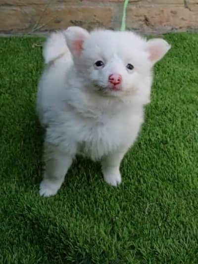 Russian puppy dog eag 3 month 03464644961my WhatsApp number