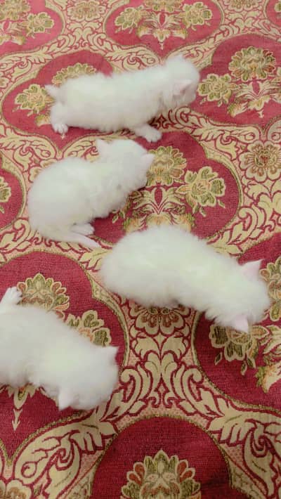 Persian cat ‍ cubs
