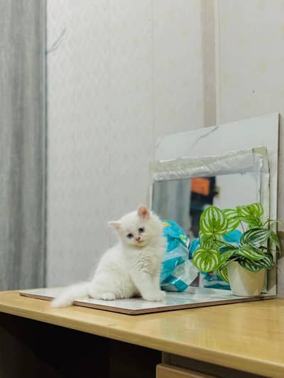 Persian cat for sale my WhatsApp number 0329-70-46-121