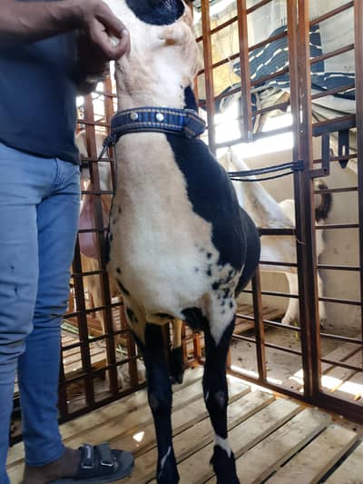 mundra vip mashallah