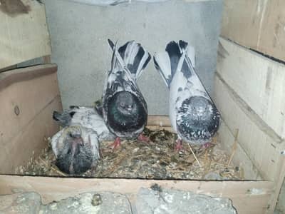 Pigeon pair