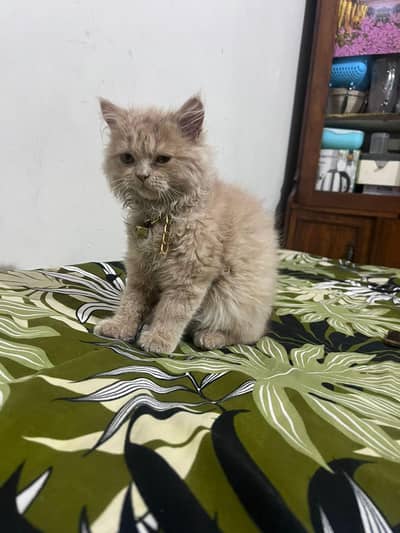 Persian cat