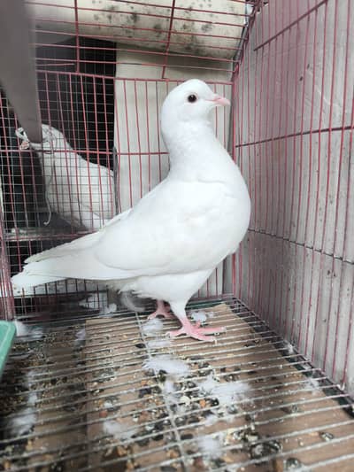 King Pigeon  2 Pairs