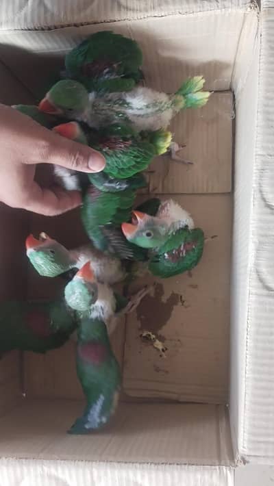 kashmiri Raw babes/ Yellow Ring Nack babe/ Green check conure chick