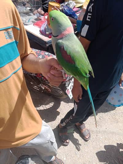 Pahari/raw/Alexander 03190150180