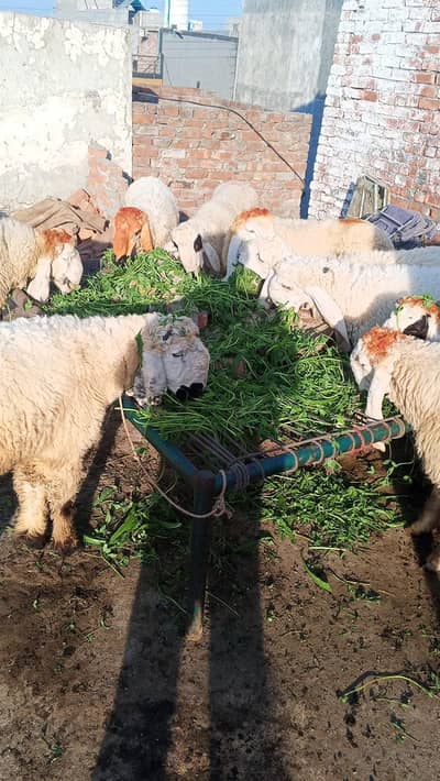 fee bakra 60 hazar   gar k palaye ha  jes jes Ny leny jaldi bata du