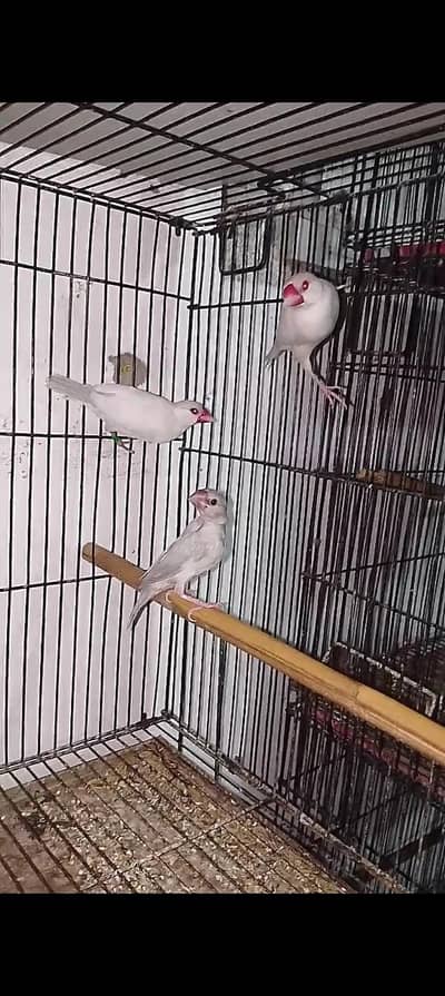 Opal jawa & Exhibition Finchs  available