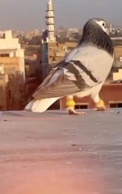 pigeon