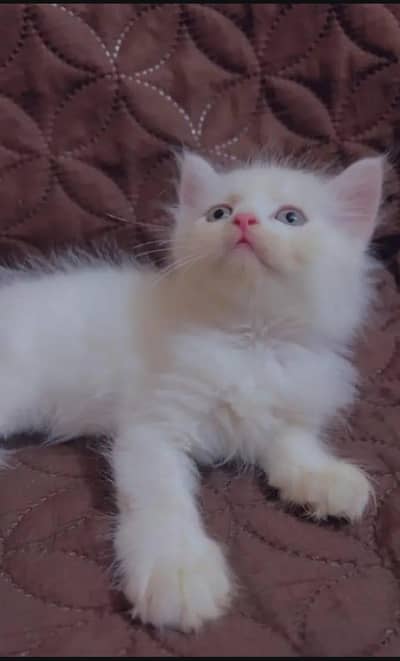 Persian cat for sale my WhatsApp number 0329-70-46-121